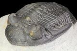 Detailed Hollardops Trilobite - Excellent Eyes #75472-3